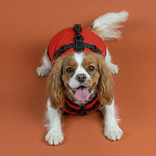 רתמה מובנית על המעיל