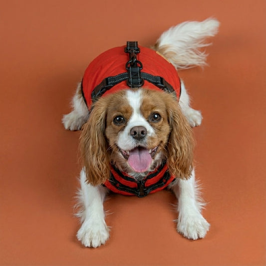 רתמה מובנית על המעיל